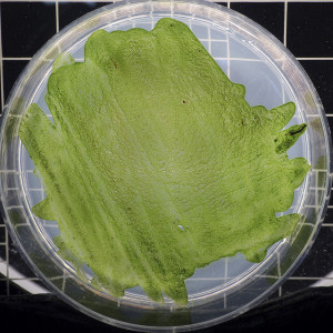 Chlorella tabletta rendelés